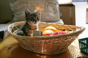 Cat in Basket